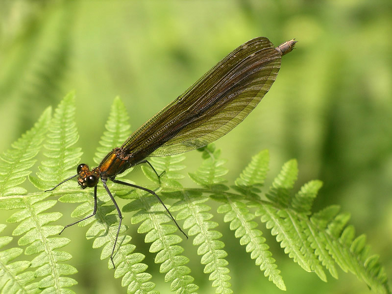 Tutte Calopteryx virgo